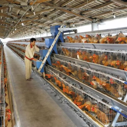 黄杏彪 用心智造，推动鸡群智能化饲养设备与外围设备制造